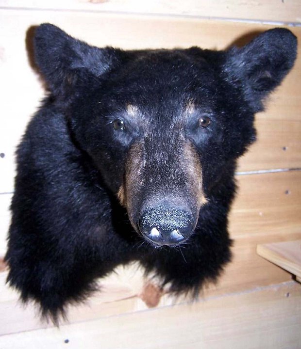 blkbearrev1