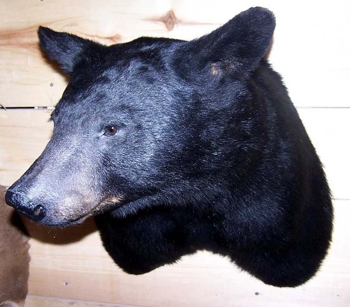 blkbearrev2