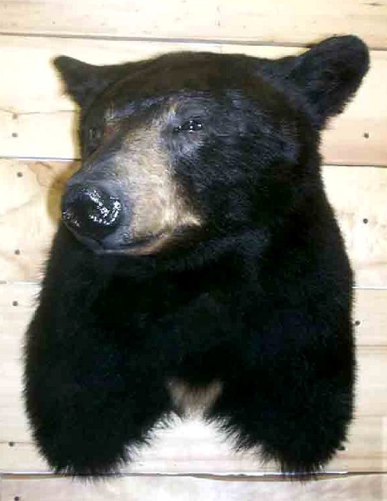 blkbearrev3
