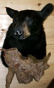 blkbearrev