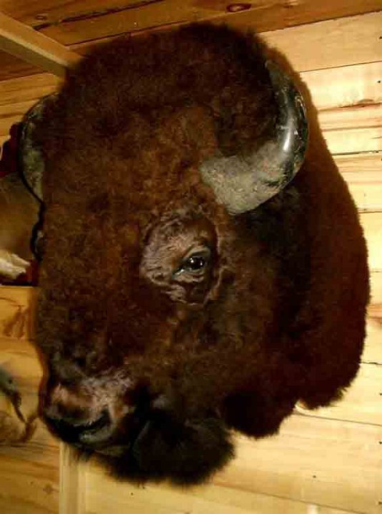 buffalo1
