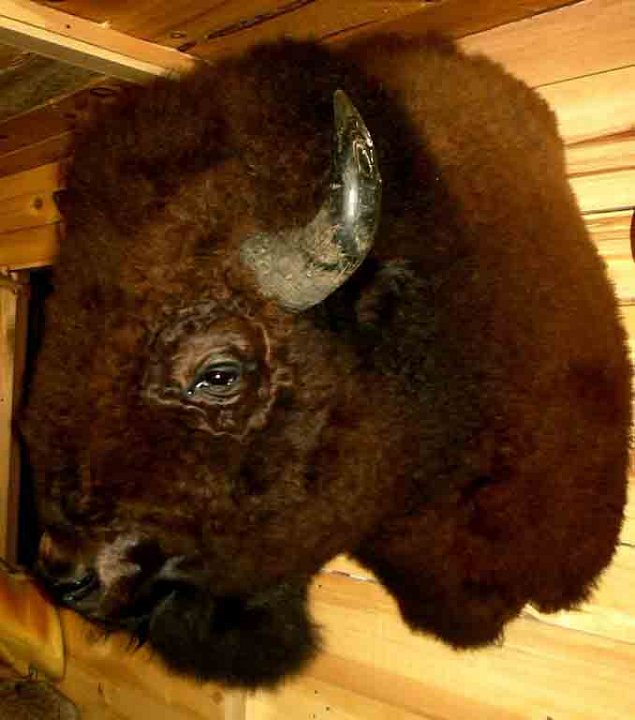 buffalo2
