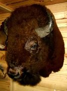 buffalo1