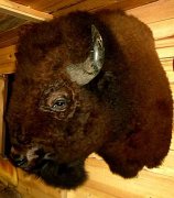 buffalo2