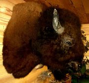 buffalo3