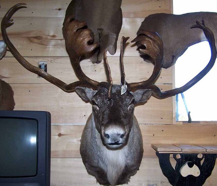 11206caribou3