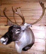 1.05.05caribou2004-1