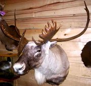 1.05.05caribou2004