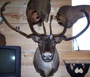 11206caribou3