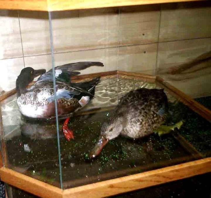 4.28.04shovelers3