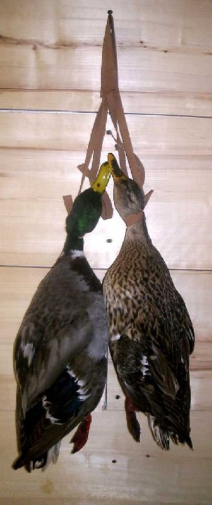 8.3mallards-dead