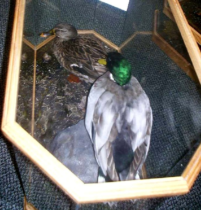 8.3mallards-pair-case1