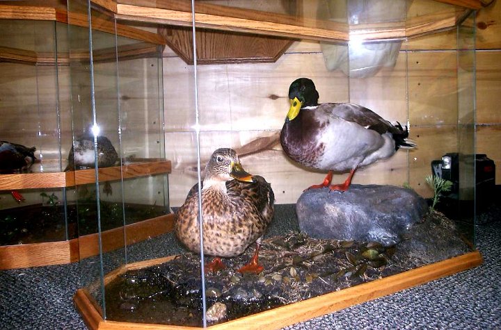 8.3mallards-pair-case4