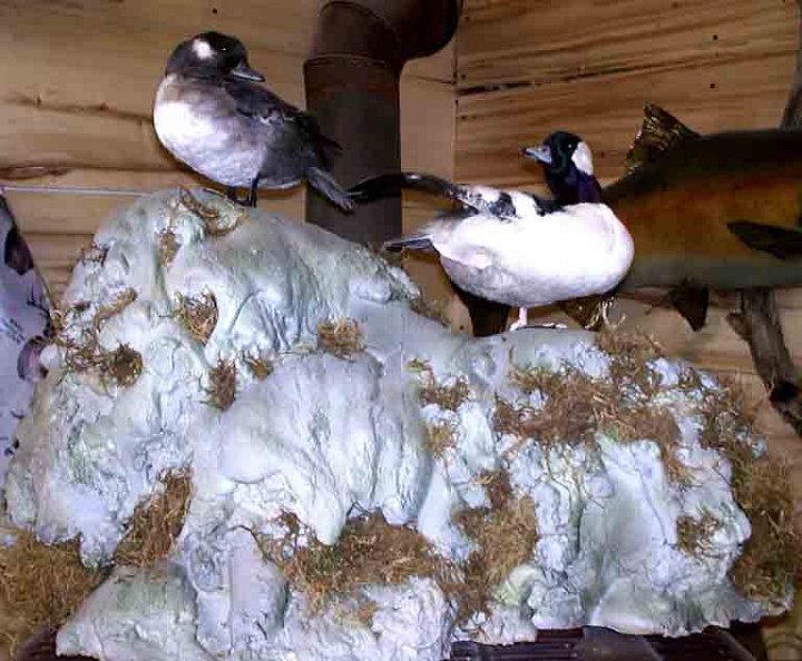 BUFFLEHEADS