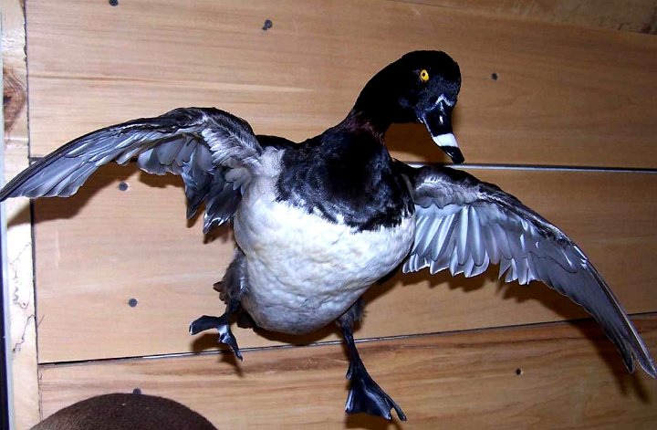 a12006-ringneck1