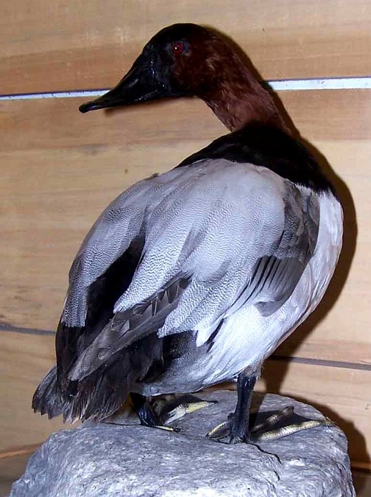 canvasback