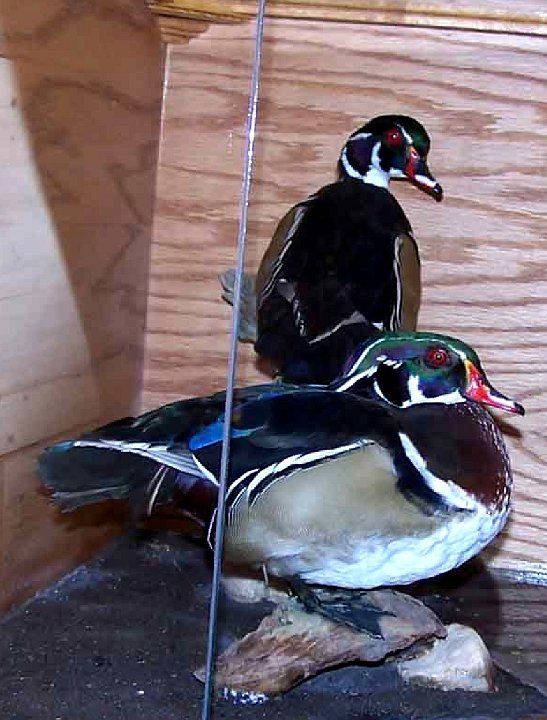 woodducks