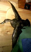8.3blackduck-fly