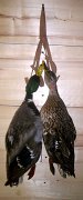 8.3mallards-dead