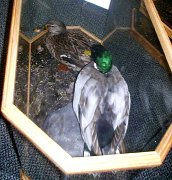 8.3mallards-pair-case1