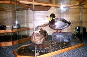 8.3mallards-pair-case4