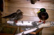 8.3mallards-pair