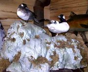 BUFFLEHEADS