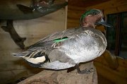 GREENWING-SIDE