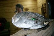 GREENWING-SIDE2