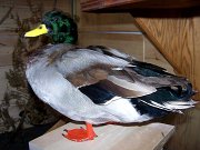 a12006-mallard