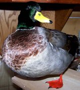 a12006-mallard1