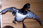 a12006-ringneck1