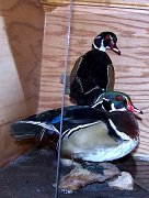 woodducks