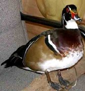 wooduck3.25.1