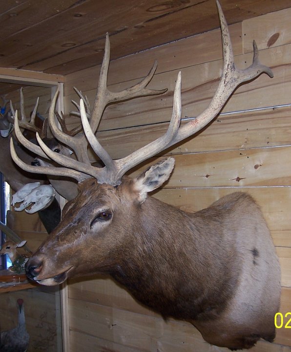 elk