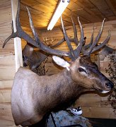 a12006-elk2
