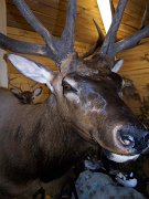 a12006-elkdetail