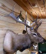elk-side