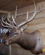 elk
