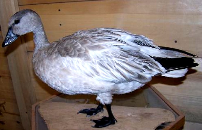 bluegoose