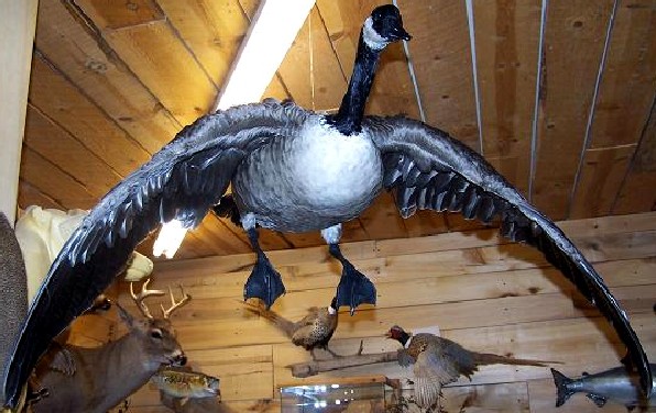 canadagoose