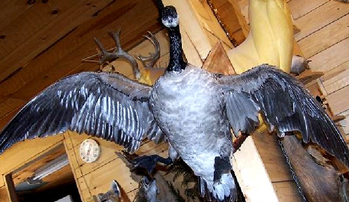 canadagoose1