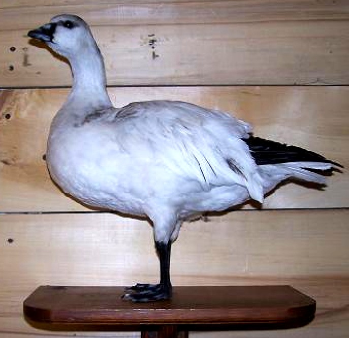 rossgoose