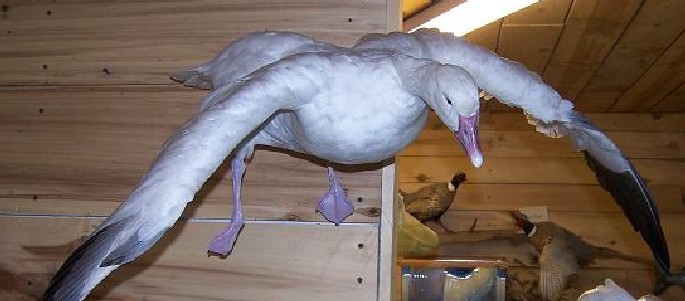 snowgoose
