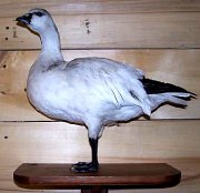 rossgoose