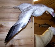 snowgoose1