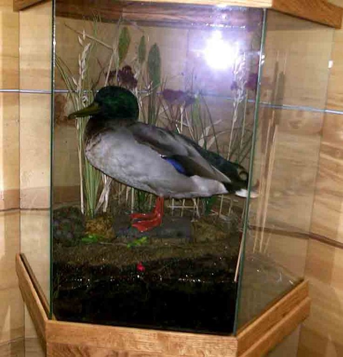 1duckincase