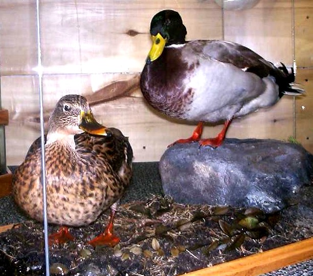 8.3mallards-pair-case4