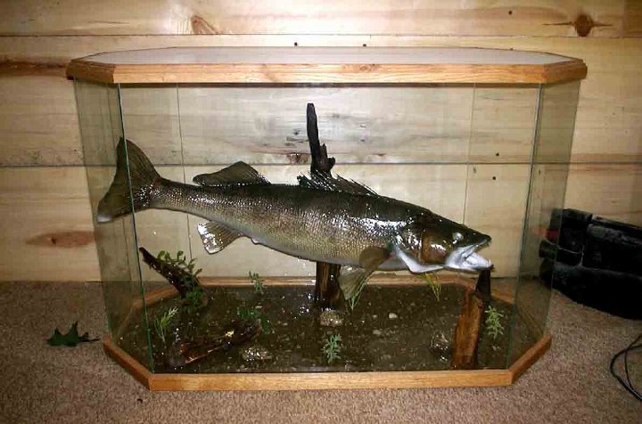 WALLEYE-CASE3.25.1