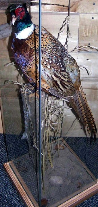a12006-pheasant